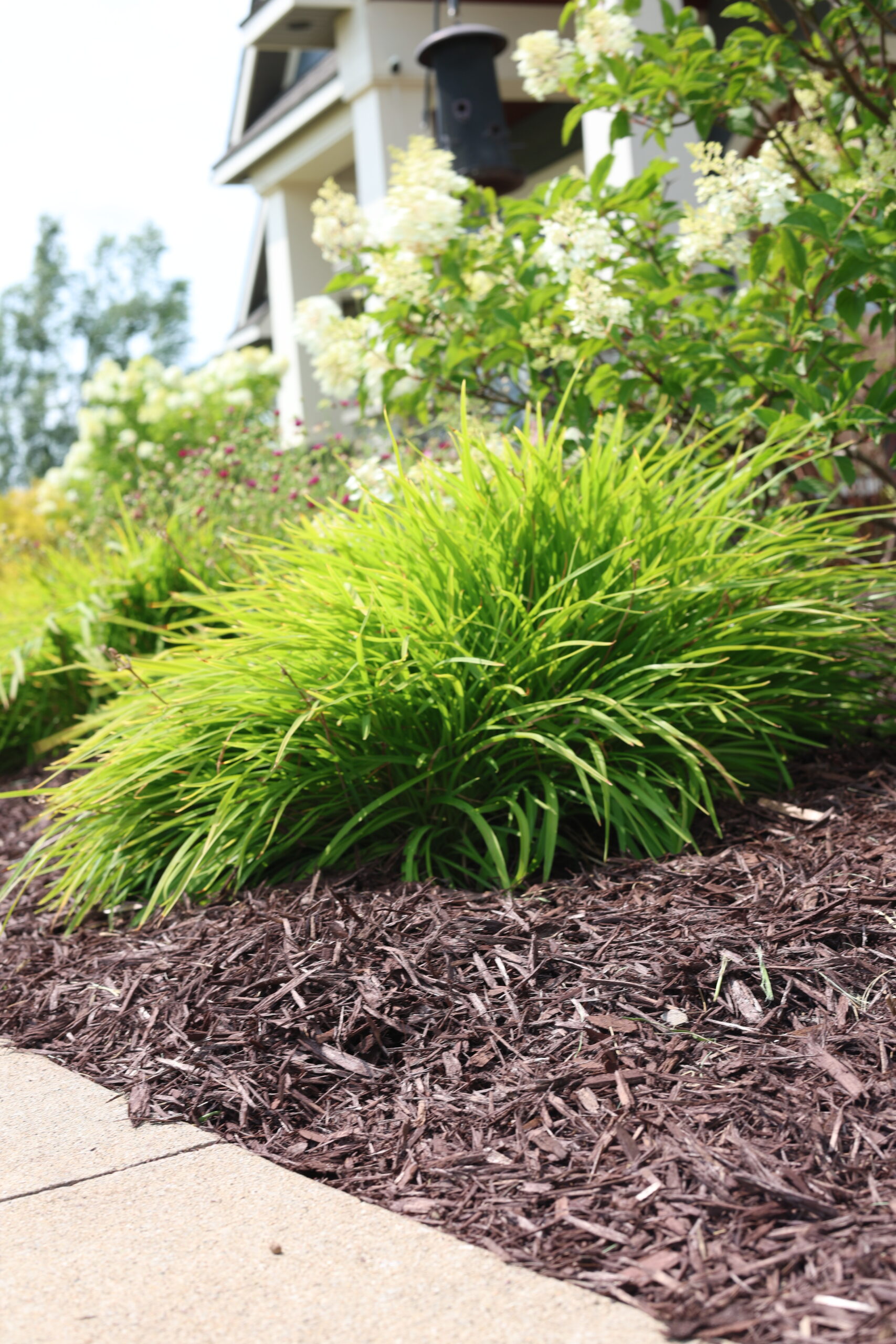 Lush mulched garden bed