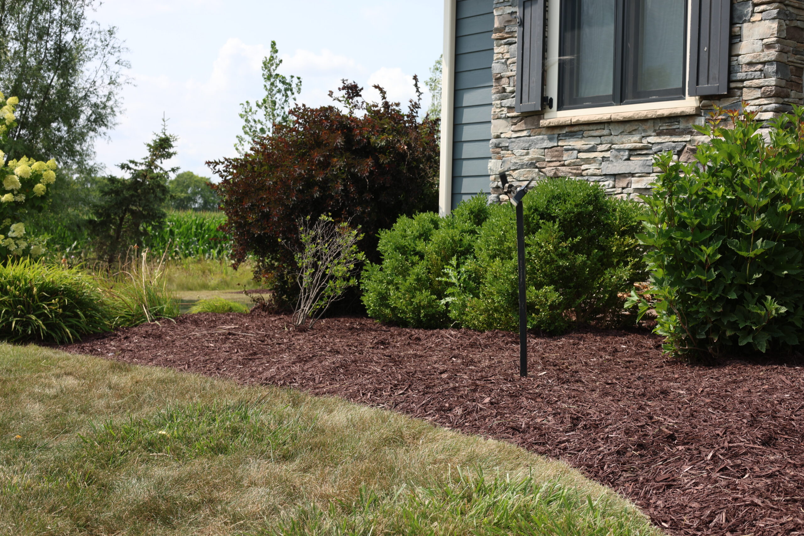 Residential mulching and shrub care after photo