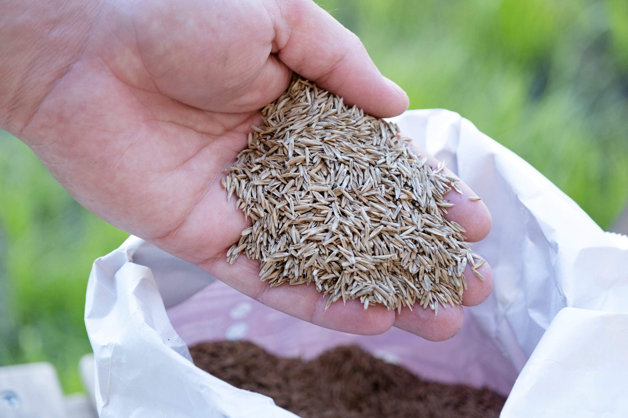 Male hand holding lawn grass seeds ready to sow