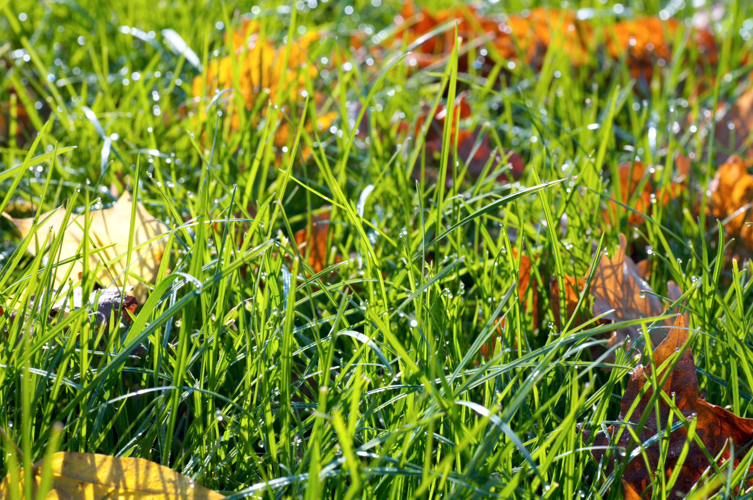 Green grass with fall leaves and morning dew