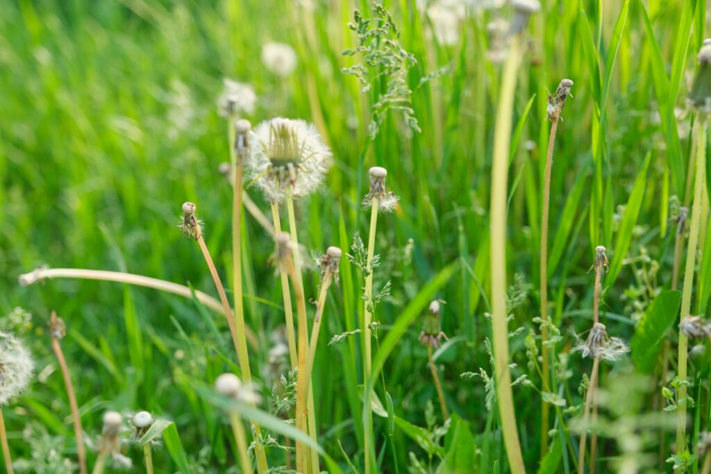 Dandelion weeds in a grassy area