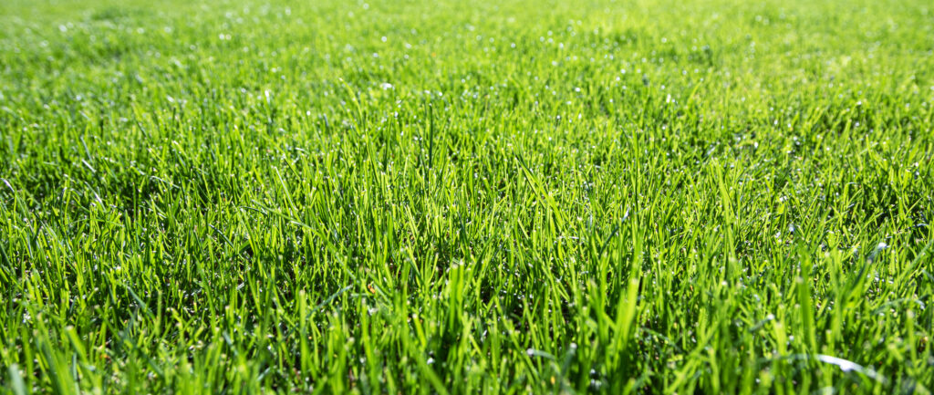 green grass