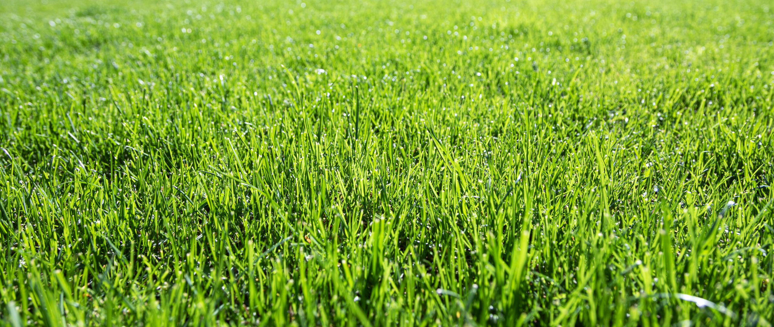 green grass