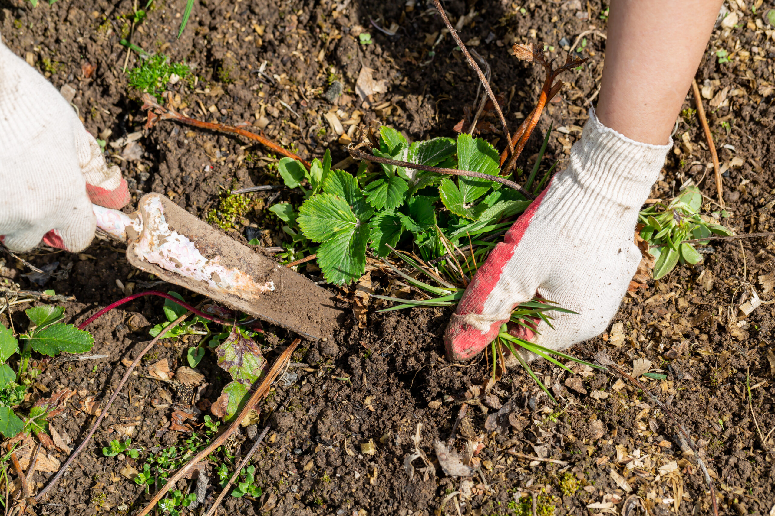 Hands of gardener with weed in a residential garden