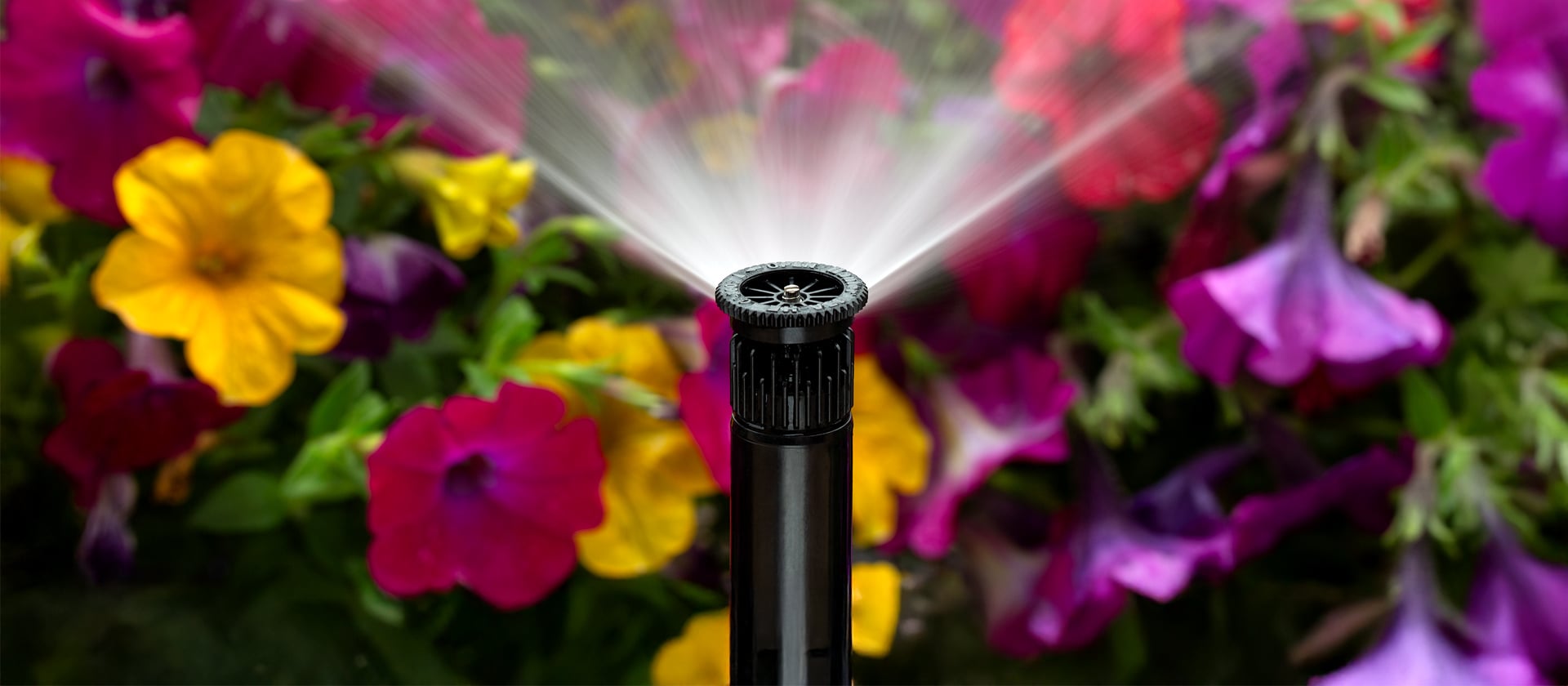 Hunter sprinkler head watering a flower garden