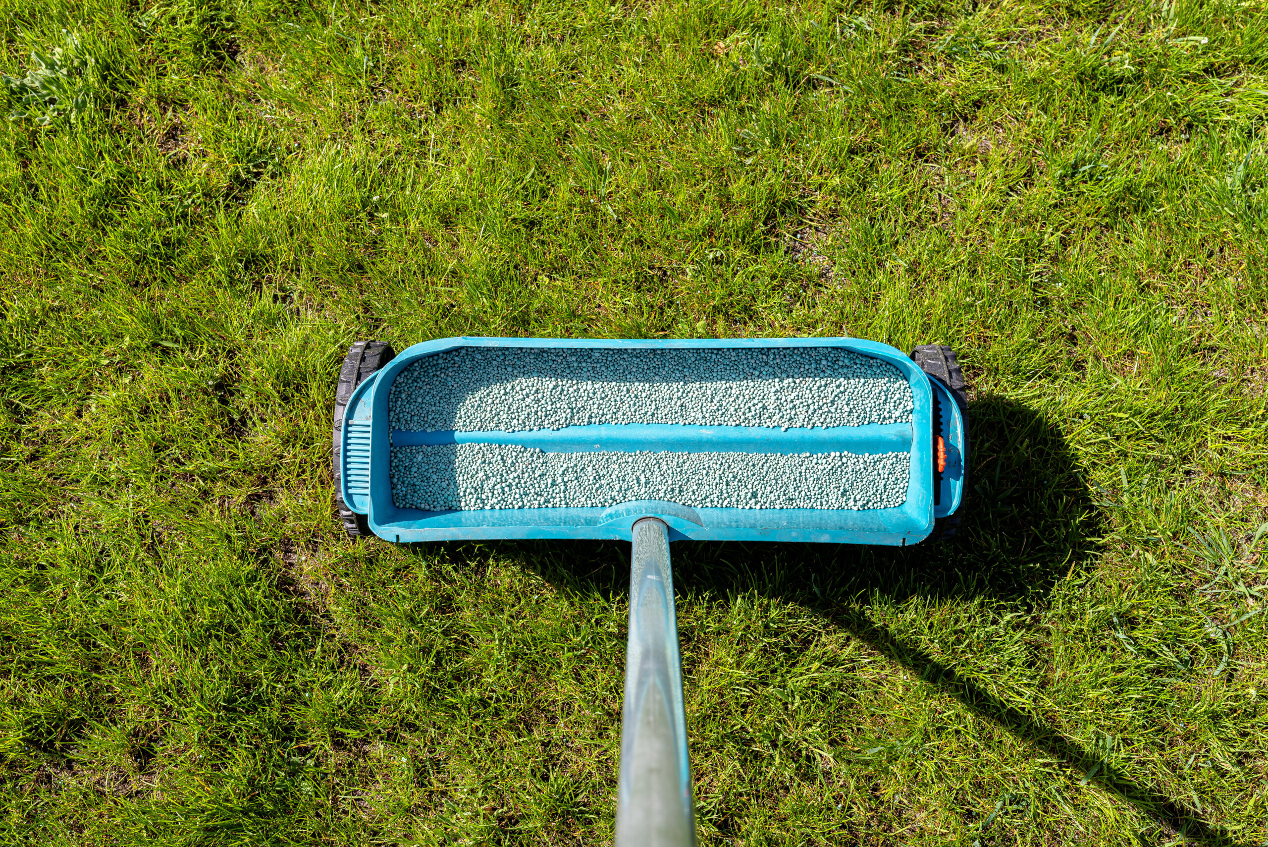 Fertilizing a young lawn with grass fertilizer in granules using a manual grass seeder.