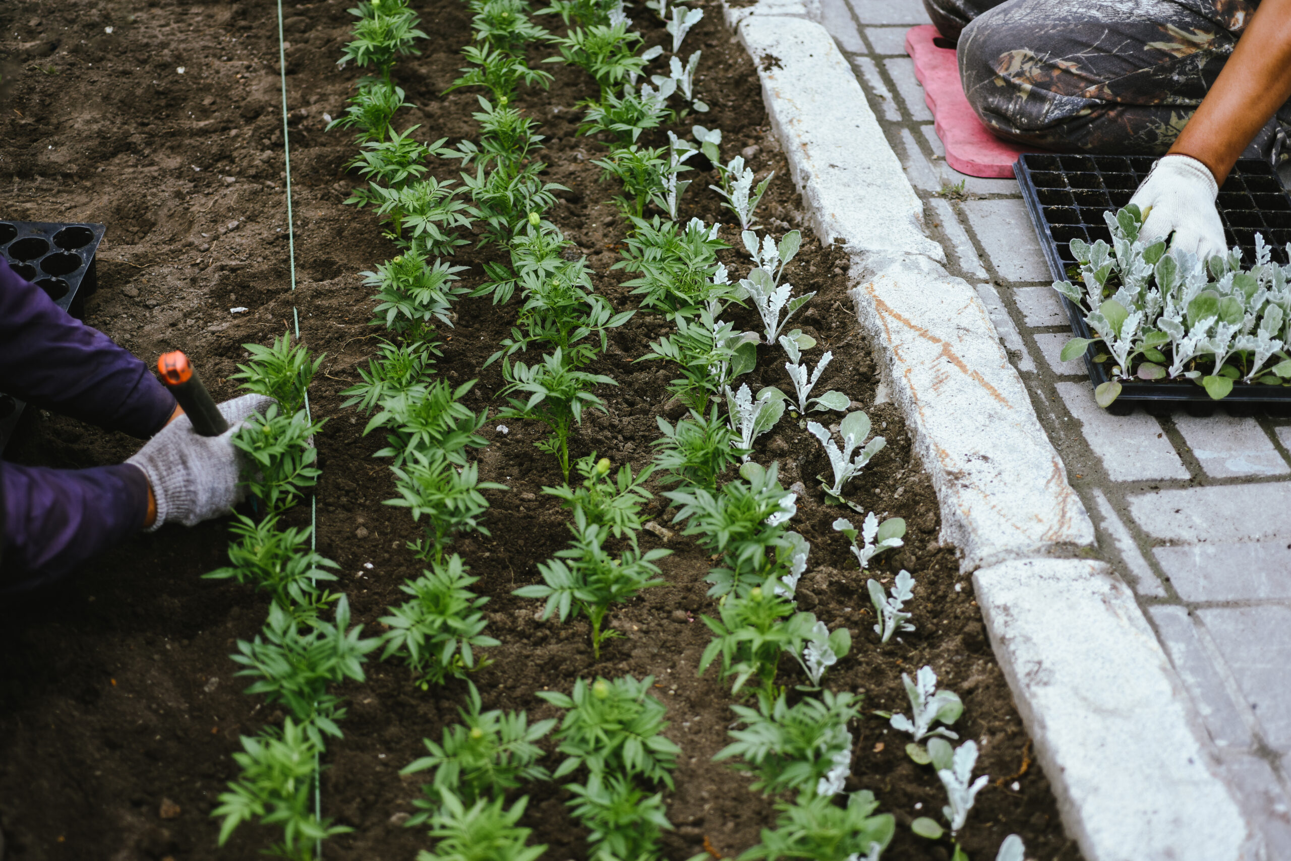 A gardener's hands are transplanting flower seedlings into even rows